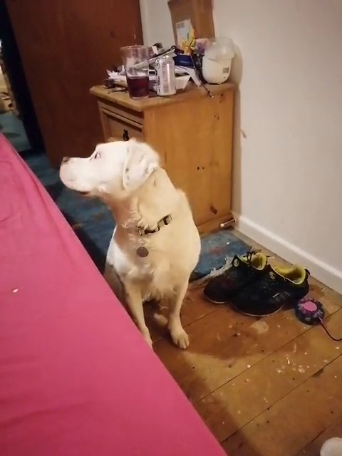 Brittanyxstaffspringer for STUD