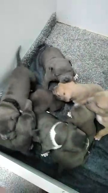 blue fawn pocket bully