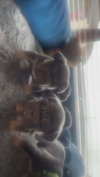 french bulldogs