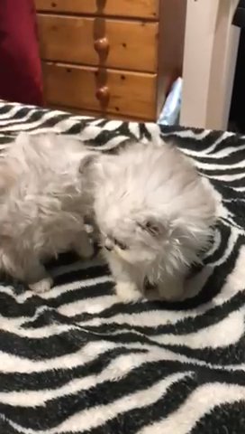 Doll Face Persian Pedigree Chinchilla