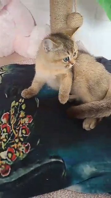Marvellous BSH Ny25 Black Golden Chinchilla Kitten
