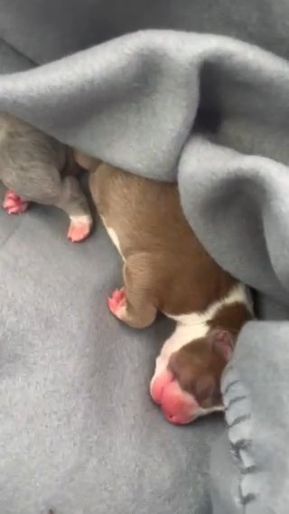 Pocket Bully STUD