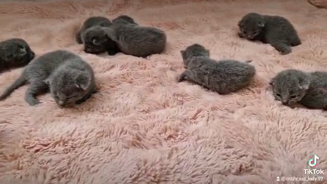 GCCF Registered Full Pedigree Russian Blue kittens