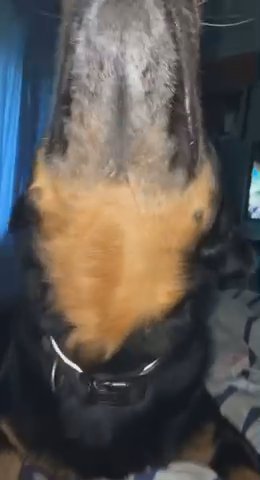 Dog Sitting
