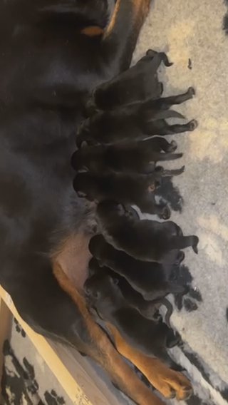 Full KC champion pedigree Rottweiler Puppies