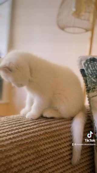4 British shorthair kittens for sale