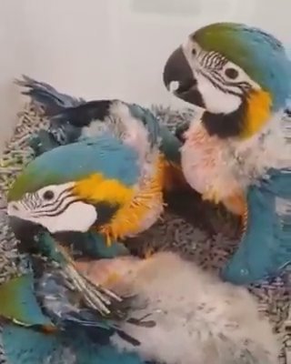 blue and macaw  babies