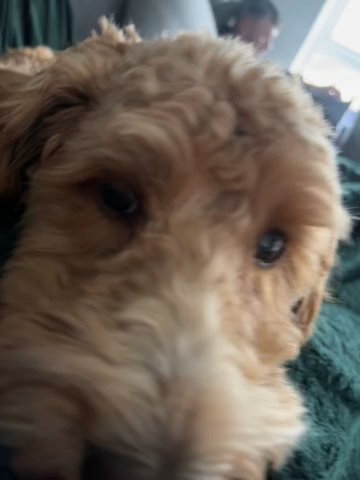 cockapoo for stud