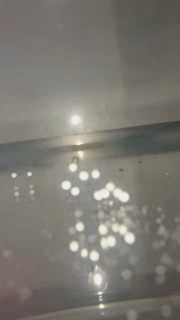 Axolotl Eggs
