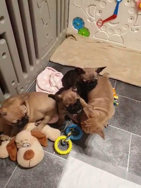 Kc registered French bulldog puppies