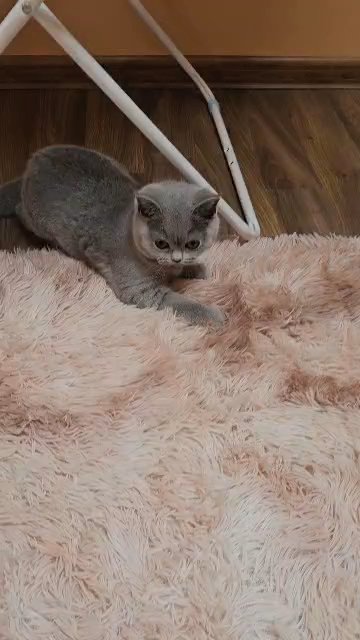 GCCF registered British Shorthair girls