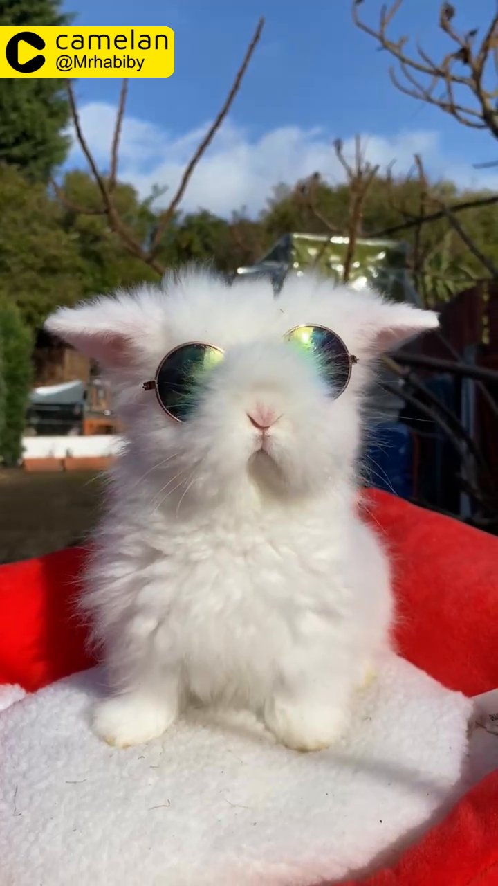 rabbit Lionhead