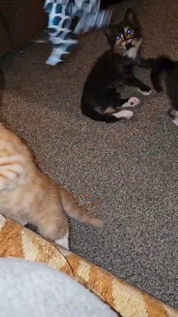 Russian Blue Tuxedo Kittens Mix