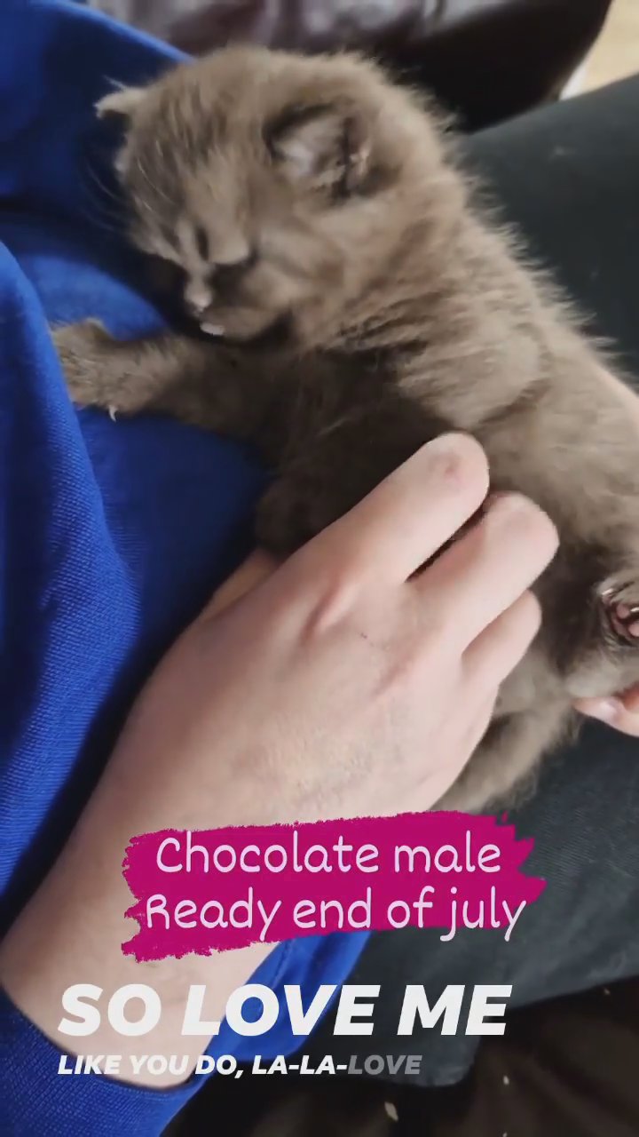 chocolate British shorthair