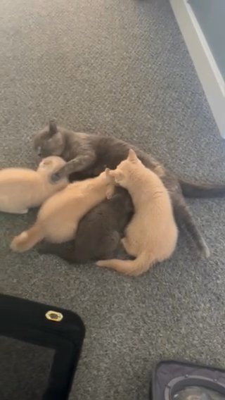 Ready Now! British Shorthair Champion Line Kittens 1 Boy Left!