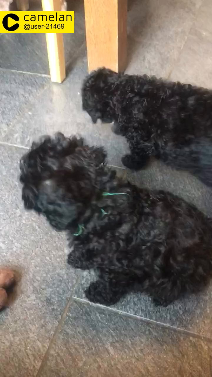 miniature poodles