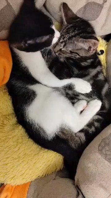 lovely kittens, 1 boy and 1 girl left