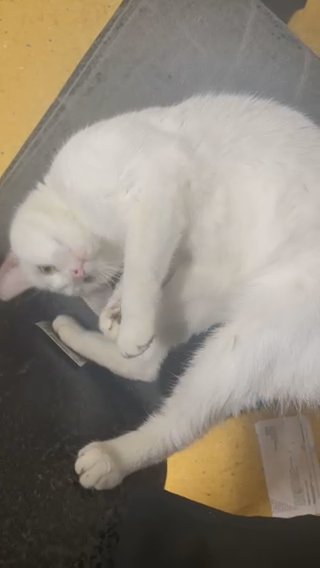 Boy cat for rehoming