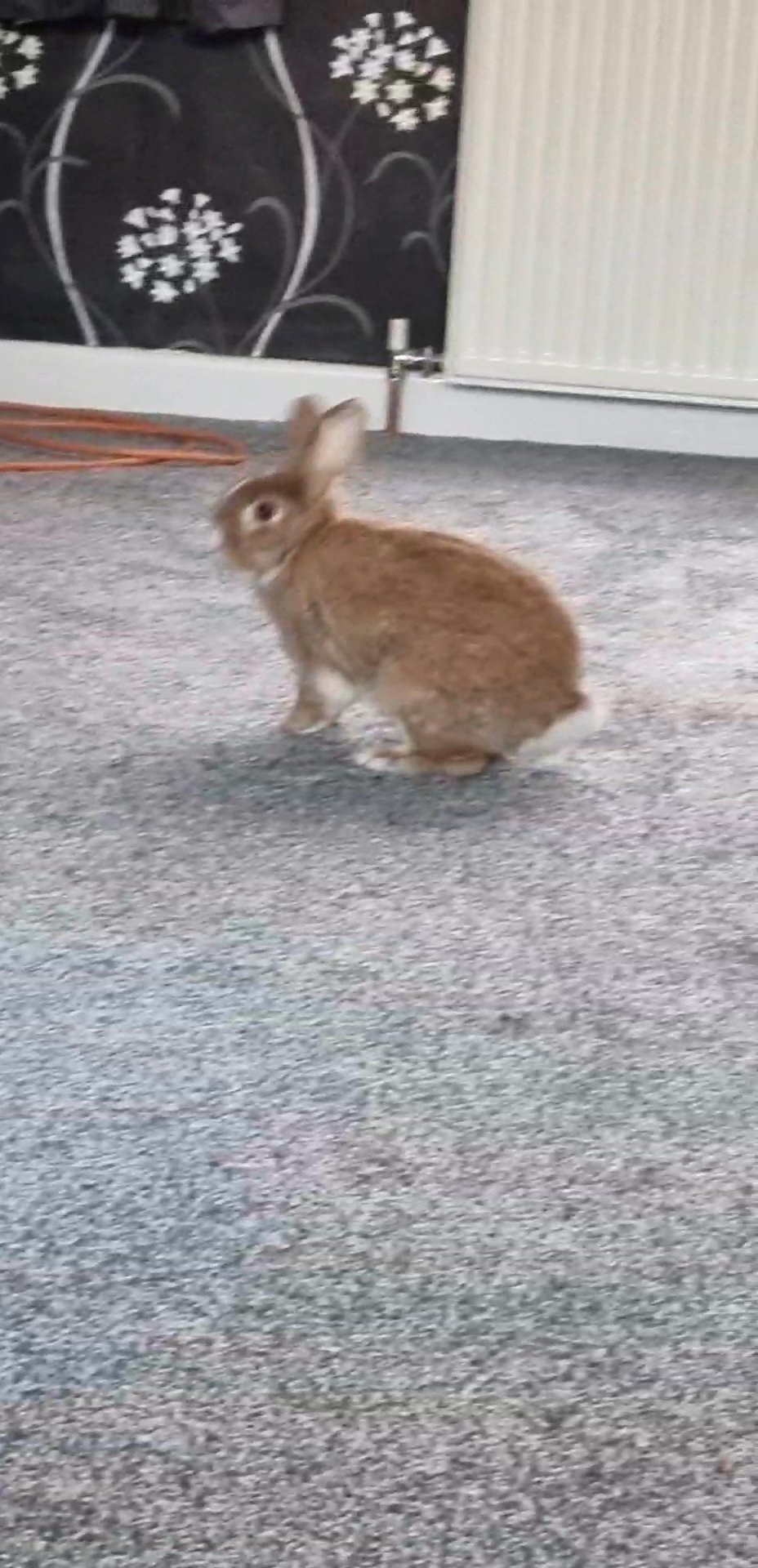 rabbit