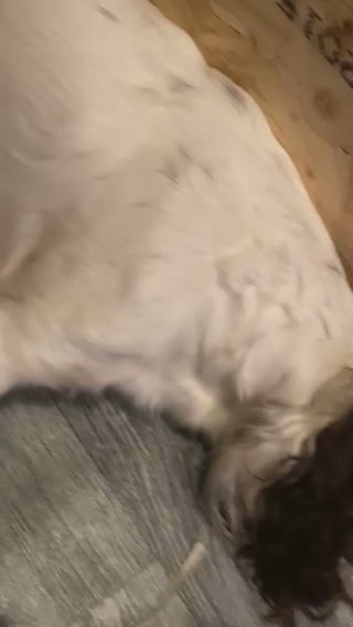 Springer Spaniel Puppies
