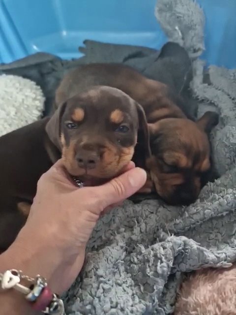 beautiful bulldash puppies very rare