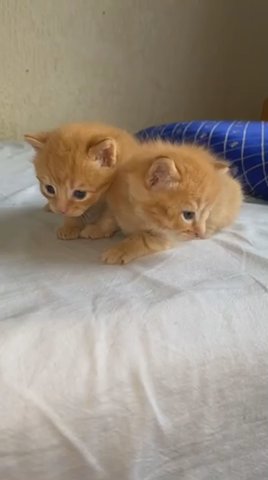 cheap ginger and black kittens for sale