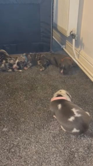 American Bully Puppies ABKC