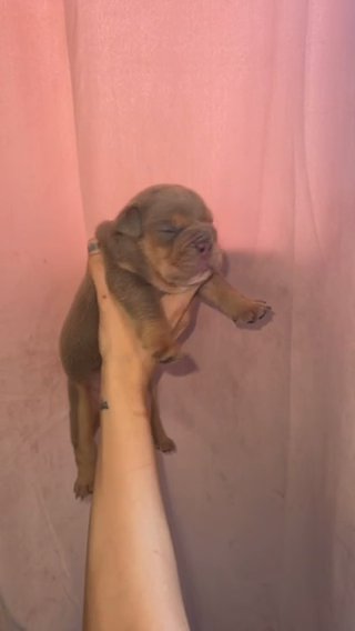 Full Suit English Bulldogs