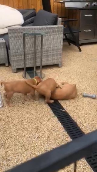 Hungarian Wirehaired Vizslas