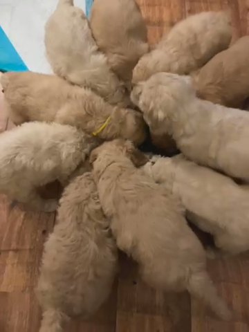 F2 Goldendoodle Girl Puppies Ready From 17 December