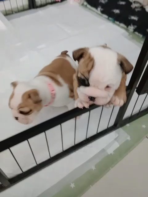 English bulldogs KC reg Championship ?