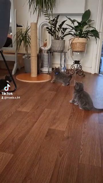 4 stunning pure Russian Blue kittens 1 male, 3 females