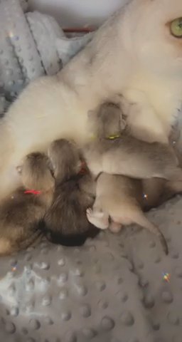 Silver Pure Breed Pedigree kittens