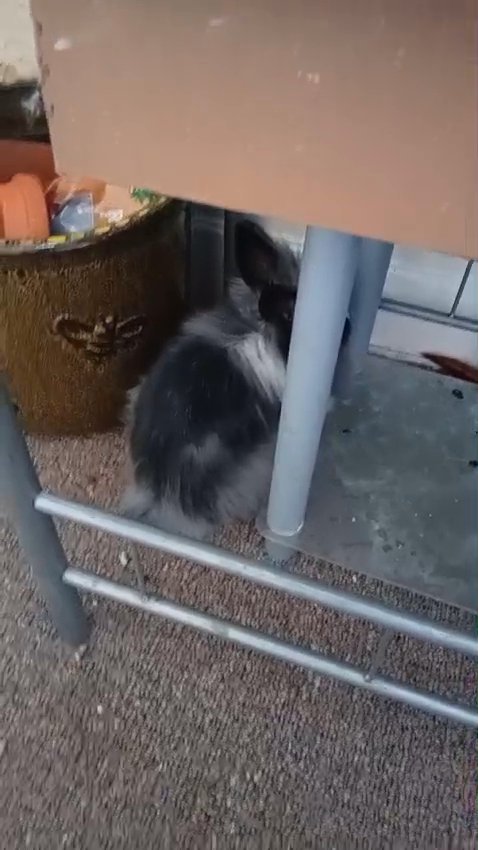Rabbit for sale