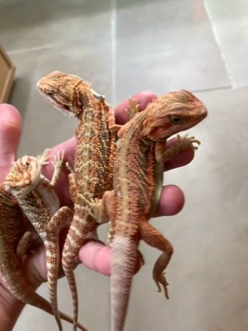 Coral Red Bearded Dragons