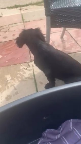 just 2 fur babies to sell.Dad is KC registered mum my pet DAX
