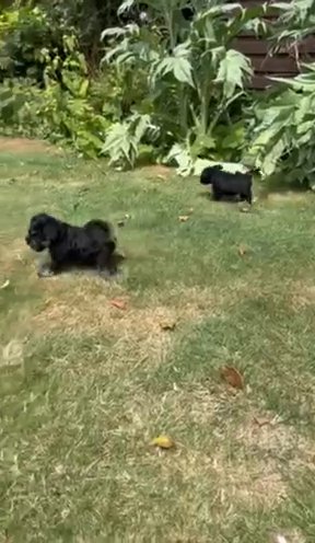 ? Fantastic Miniature Schnauzer ?