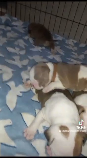 !! Reduced !!  quality true pocket american bullys