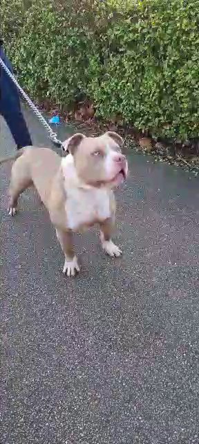 El chico