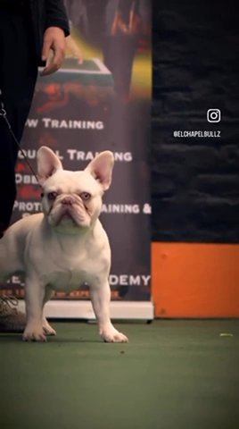 Capser The Friendly Frenchie