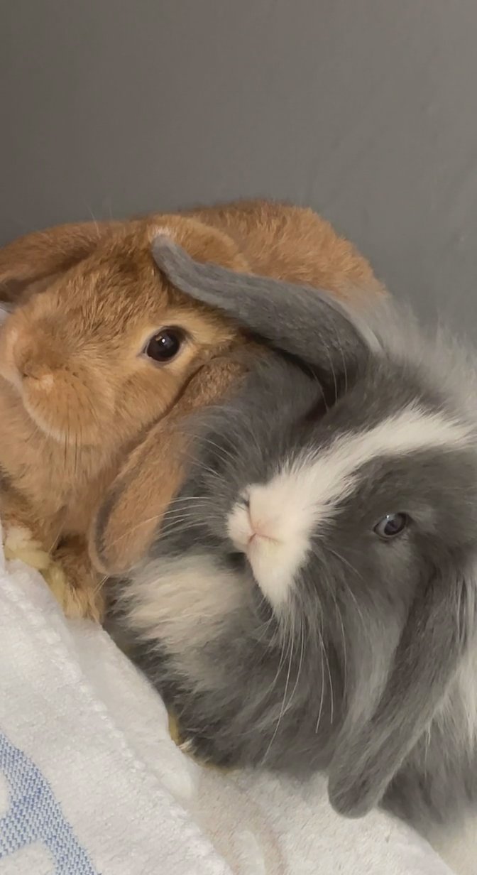 rabbits for sale