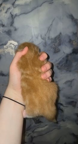 Ginger tabby British Longhair X