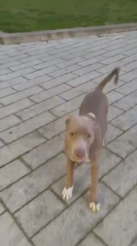 Cane Corso Cross Pup