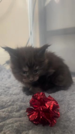 Maine Coon XL Kittens