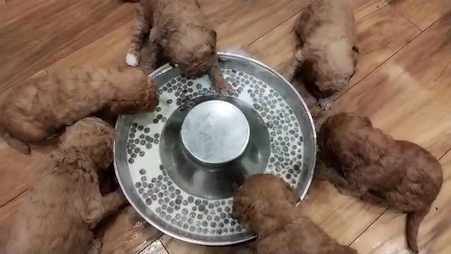 Reserving Now 5? TEDDY BEAR Cockapoo Puppies.