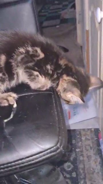 3 lovley kittens in London