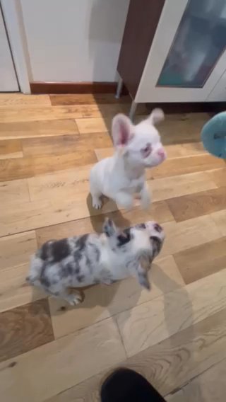 Pink Fluffy Frenchie in Hastings