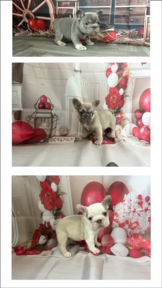 Big Rope Husky Frenchbulldogs in Torfaen