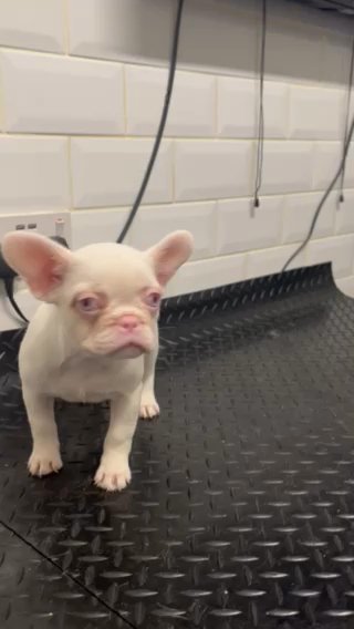 Visual Pink Female Carrying Fluffy in Birmingham
