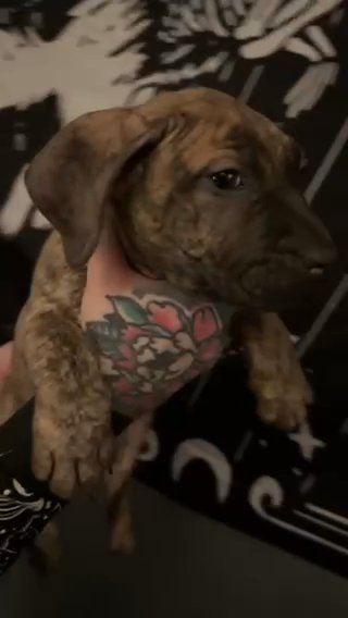 Mastiff  X Pups in Sandwell